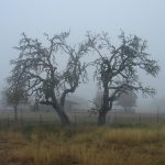 Live Oak in the fog