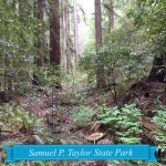 Samuel P Taylor State Park